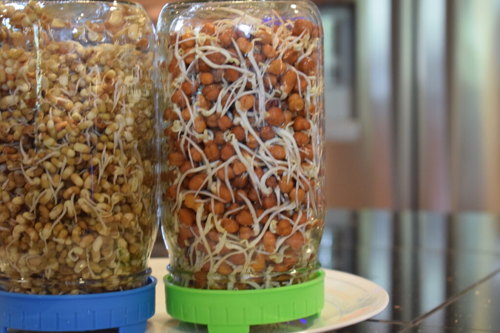 Sprouts in progress