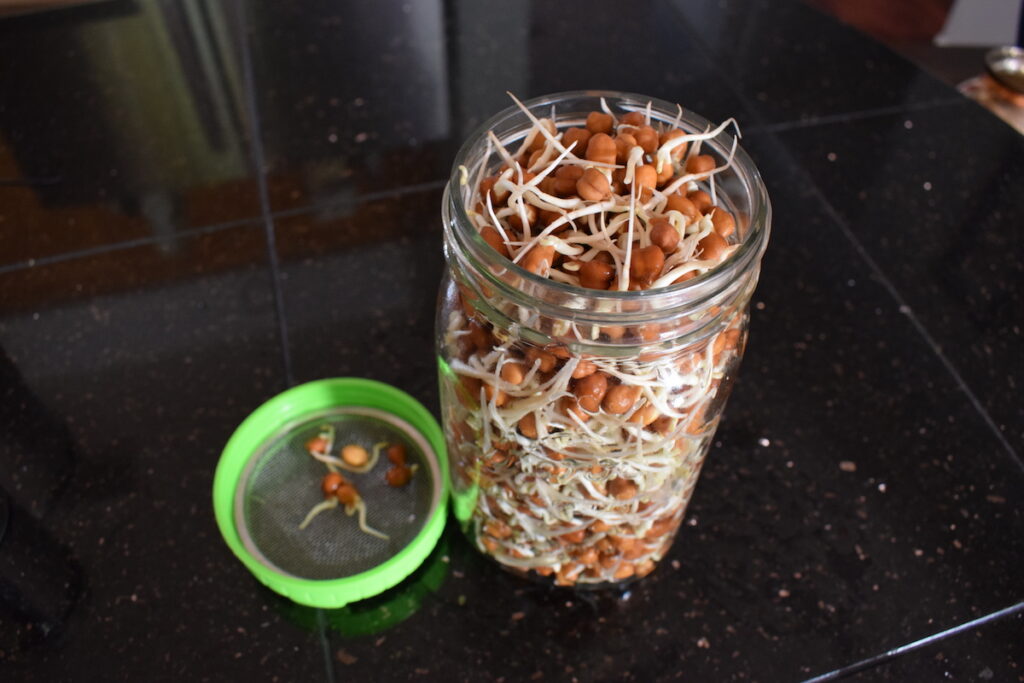 Sprouts after 2 days